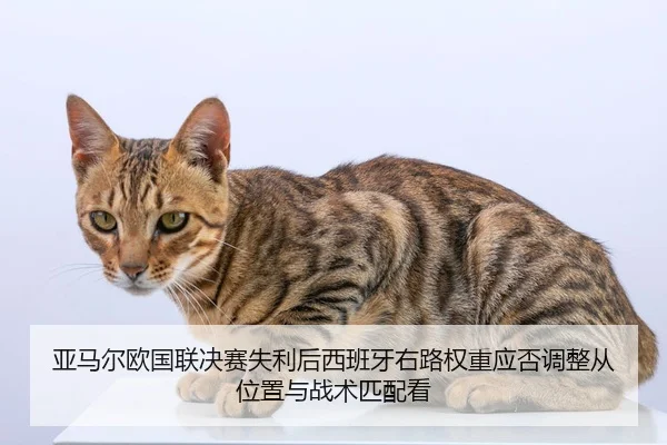 ya-ma-er-ou-guo-lian-jue-sai-shi-li-hou-xi-ban-ya-you-lu-quan-zhong-ying-fou-tiao-zheng-cong-wei-zhi-yu-zhan-shu-pi-pei-2-592.jpg